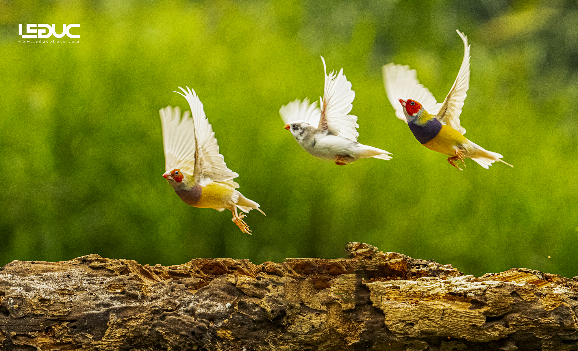 Chim sẻ 7 màu úc (2)1